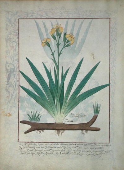 Abutilon Theophrasti, or Velvet Leaf, illustration from The Book of Simple Medicines by Mattheaus Platearius by Robinet Testard